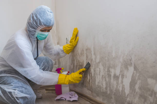 Mold Odor Removal Services in Lawrence, MA