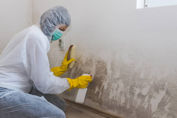 Best Attic Mold Removal  in Lawrence, MA