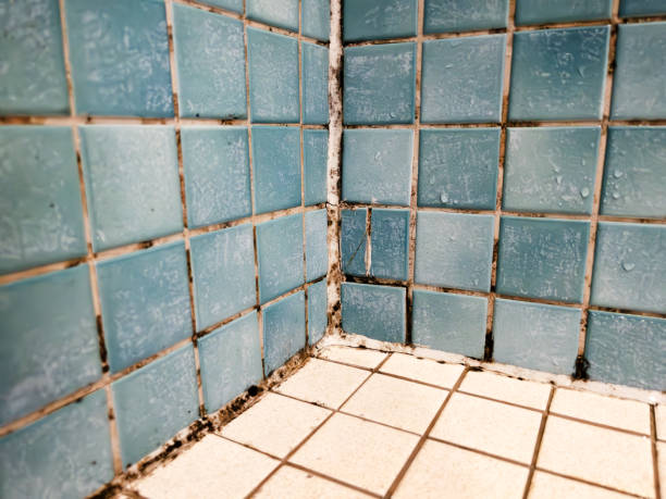 Best Water Damage & Mold Remediation  in Lawrence, MA