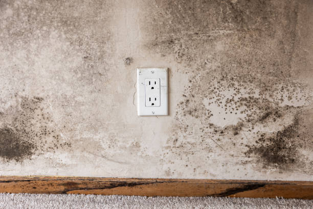 Best Biohazard Mold Removal  in Lawrence, MA