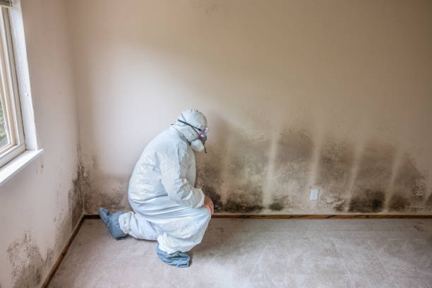 Best Black Mold Removal  in Lawrence, MA