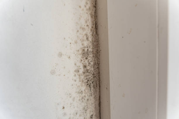 Best Residential Mold Inspection & Testing  in Lawrence, MA